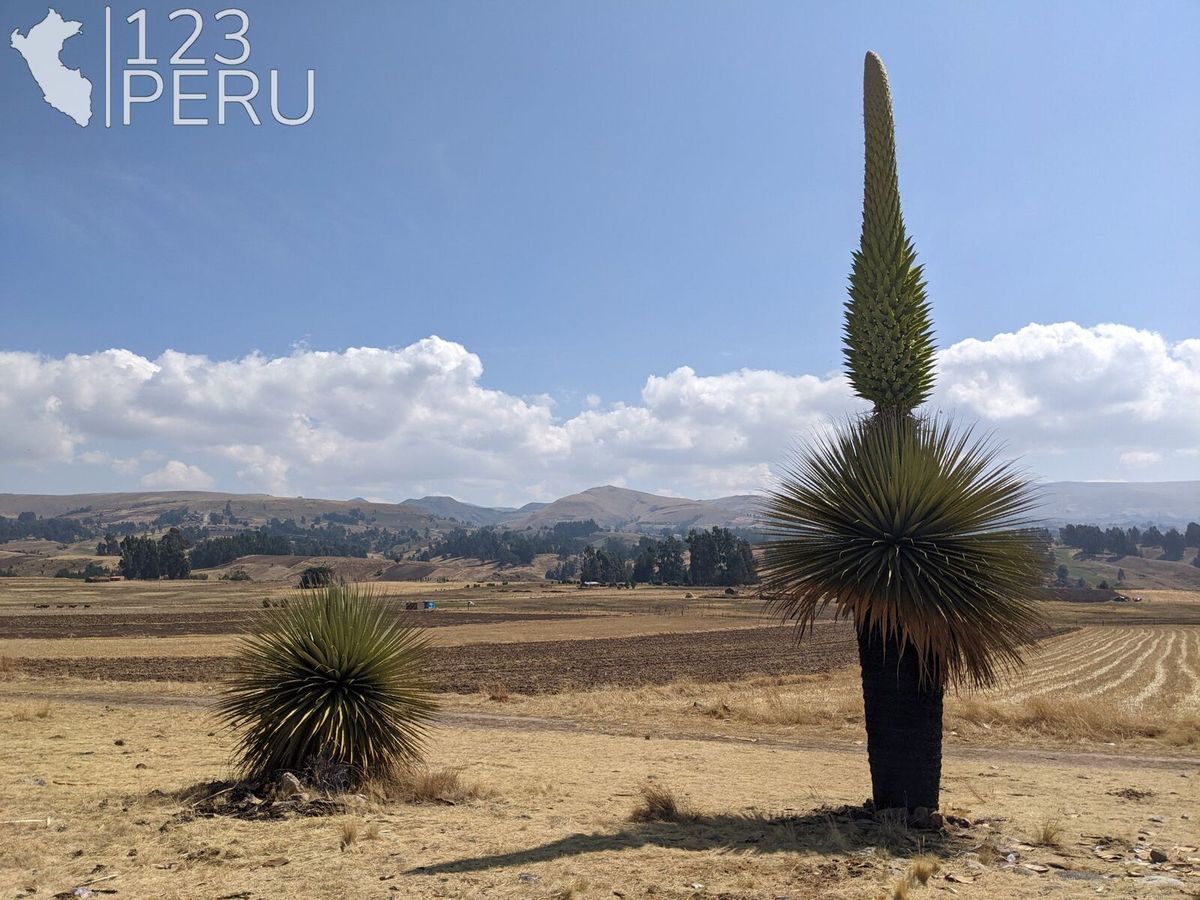 Puya de Raimondi, Ayacucho